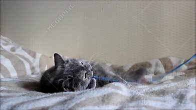 Old cat Lisa are playing with a bow on a string.