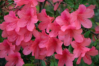Pink Peach Azalea Blooms