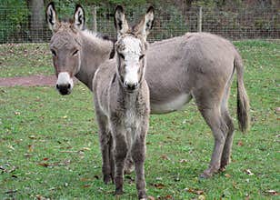 Jenny and Baby Jack Mini Donkeys