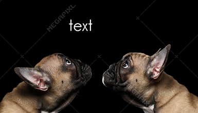 Closeup Two French Bulldog Puppys head Looking up, Profile, Isolated