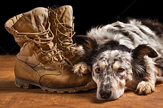 Dog lying next to combat boots