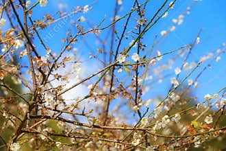 Thailand Sakura pink flower in Chiang Mai, Thailand, Wild Himalay