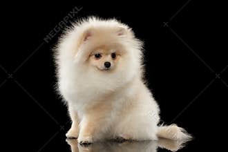 Fluffy Cute White Pomeranian Spitz Dog Sitting isolated on Black