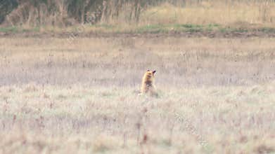 Beautiful wild fox in full HD