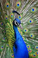 Colorful Peacock in Full Feather.