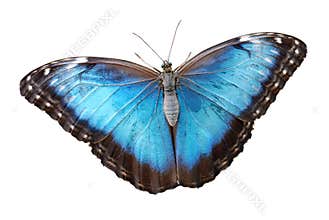 Isolated blue morpho menelaus Butterfly