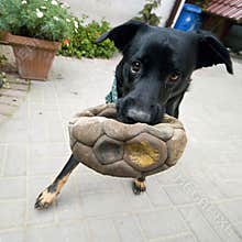 Dog and ball