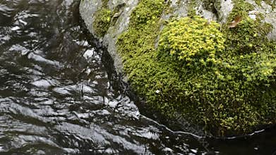 Sedum subtile flowers