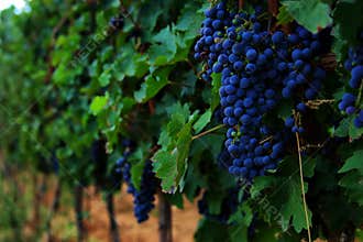 Grapes hanging from a vine