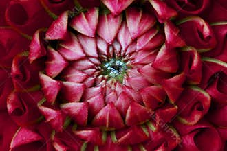 Magenta red Dahlia
