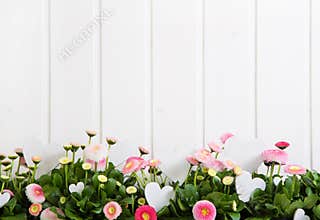 Daisy pink spring time flowers on white wooden background