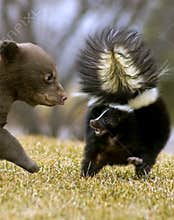 Black Bear Cub Threatens Striped Skunk - motion blur