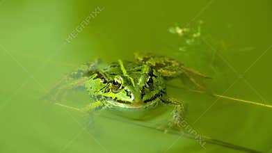 Winking green Frog floating in still water.