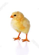 Chicken isolated on white background