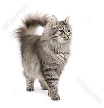 Crossbreed Siberian cat and persian cat