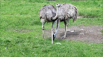 Greater rhea bird, Nandu