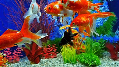 Slow Motion Of Fish Swimming In Freshwater Aquarium
