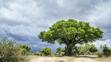 Kruger National park landscape, South Africa