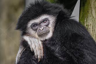 White handed gibbon