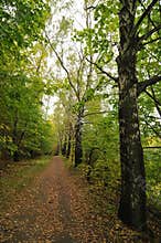 Autumn scenery