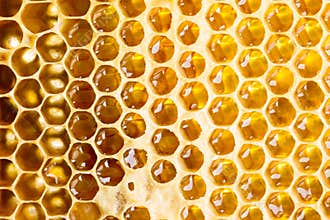 Honey in frame