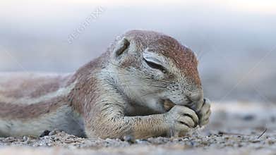 Feeding ground squirrel