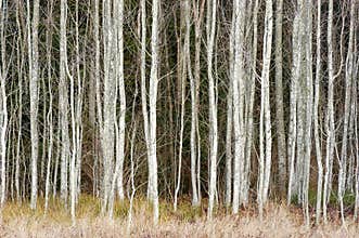 Birch trees