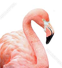 Pink flamingo bird