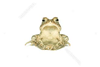 Southern Toad Indignant