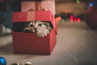 Kitten playing in a gift box