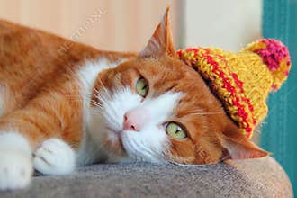 Cute cat in a knitted hat