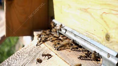 Bees flying in and out the beehive