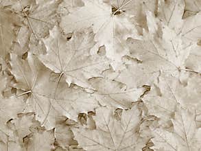 Fall / Autumn leaves background - Stock Photos