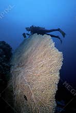 Solomon Islands Sea Fan