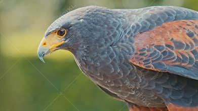 Falcon turns his head