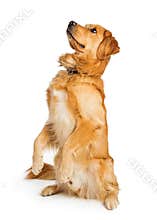 Attentive Golden Retriever Dog Sitting Up - Transparent