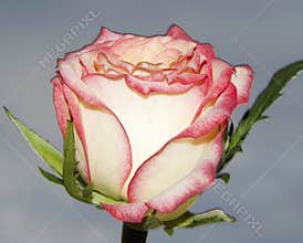 Beautiful rose