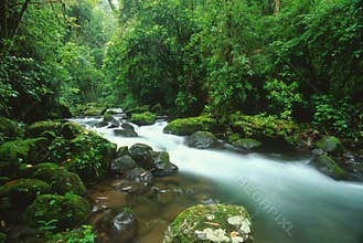 Stream in rain forest, Costa Rica