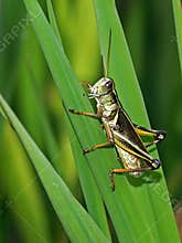 Grasshopper
