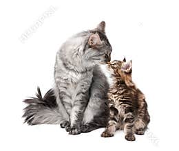 Maine coon cat and kitten