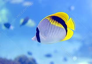 Butterflyfish