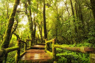 Rain forest walk way, Ang Ka Nature Trail