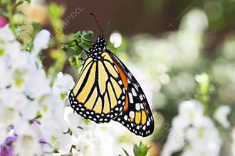 Monarch Butterfly in Garden 3