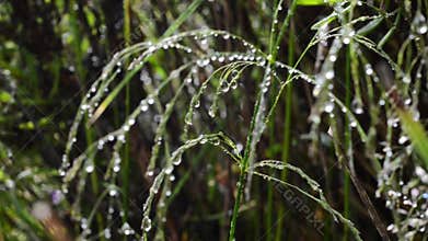 Water droplets on wild grasses after the rain.