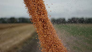 Close up view of unloading maize corn harvest