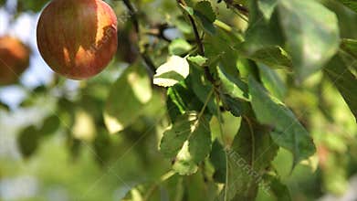 Organic red apple on branch, fruit on orchard ready for picking