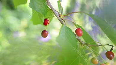 High key, light and airy footage of cherries on tree with fruit and leaves gently blowing in the wind, with soft focus pastel