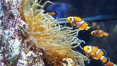 Clown fish swimming