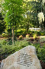 Chestnut tree grown from the tree featured in the diary of Anne Frank