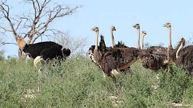 Ostriches in natural habitat